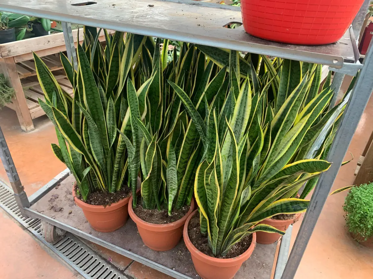 Sansevieria in casa: il posto peggiore dove metterla se vuoi che cresca Sansevieria in casa: il posto peggiore dove metterla se vuoi che cresca