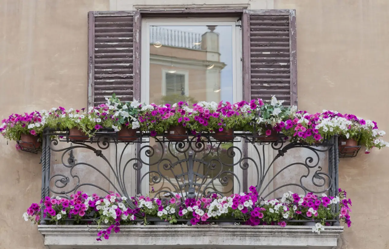 Allontana moscerini dal balcone con questa pianta resistente e facile da coltivare Allontana moscerini dal balcone con questa pianta resistente e facile da coltivare
