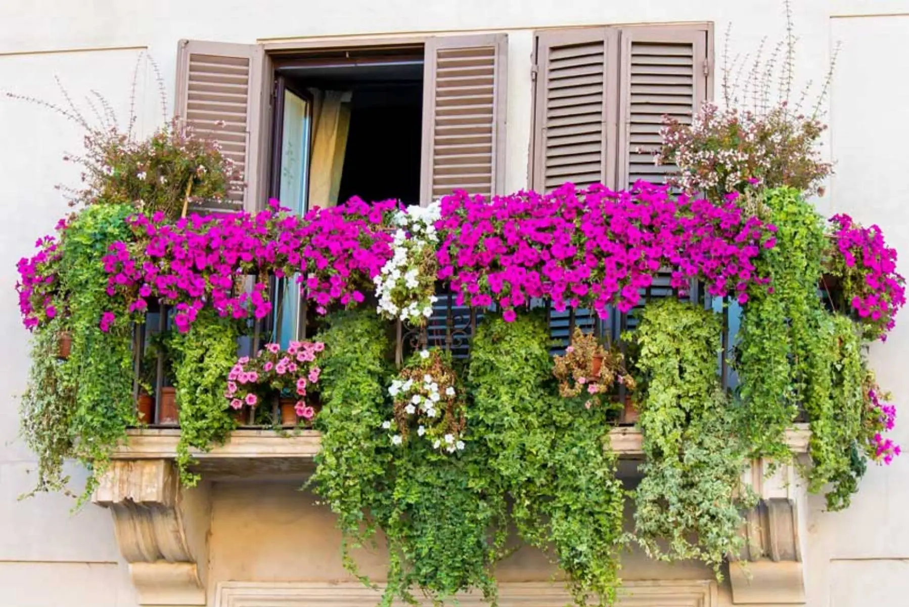 Allontana moscerini dal balcone con questa pianta resistente e facile da coltivare Allontana moscerini dal balcone con questa pianta resistente e facile da coltivare