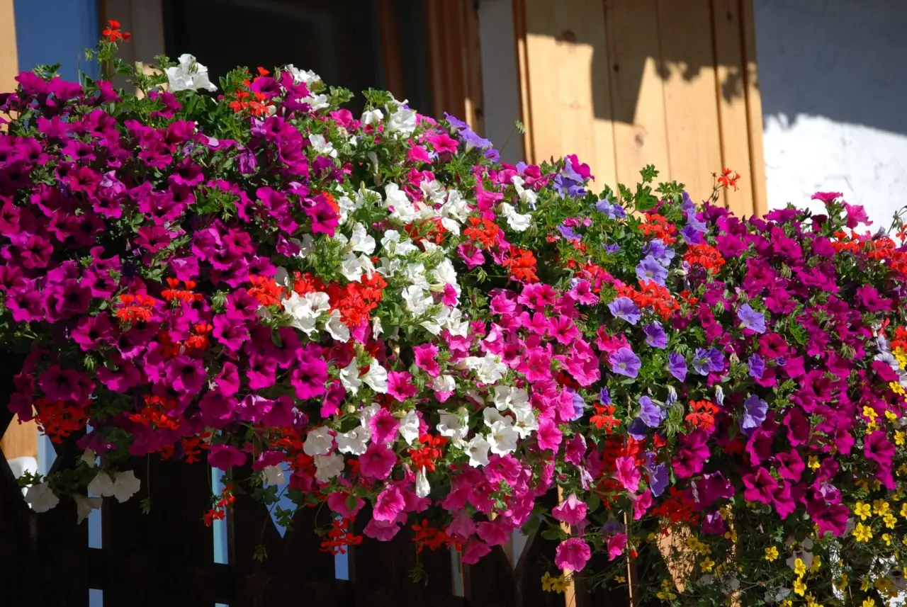 Allontana moscerini dal balcone con questa pianta resistente e facile da coltivare Allontana moscerini dal balcone con questa pianta resistente e facile da coltivare
