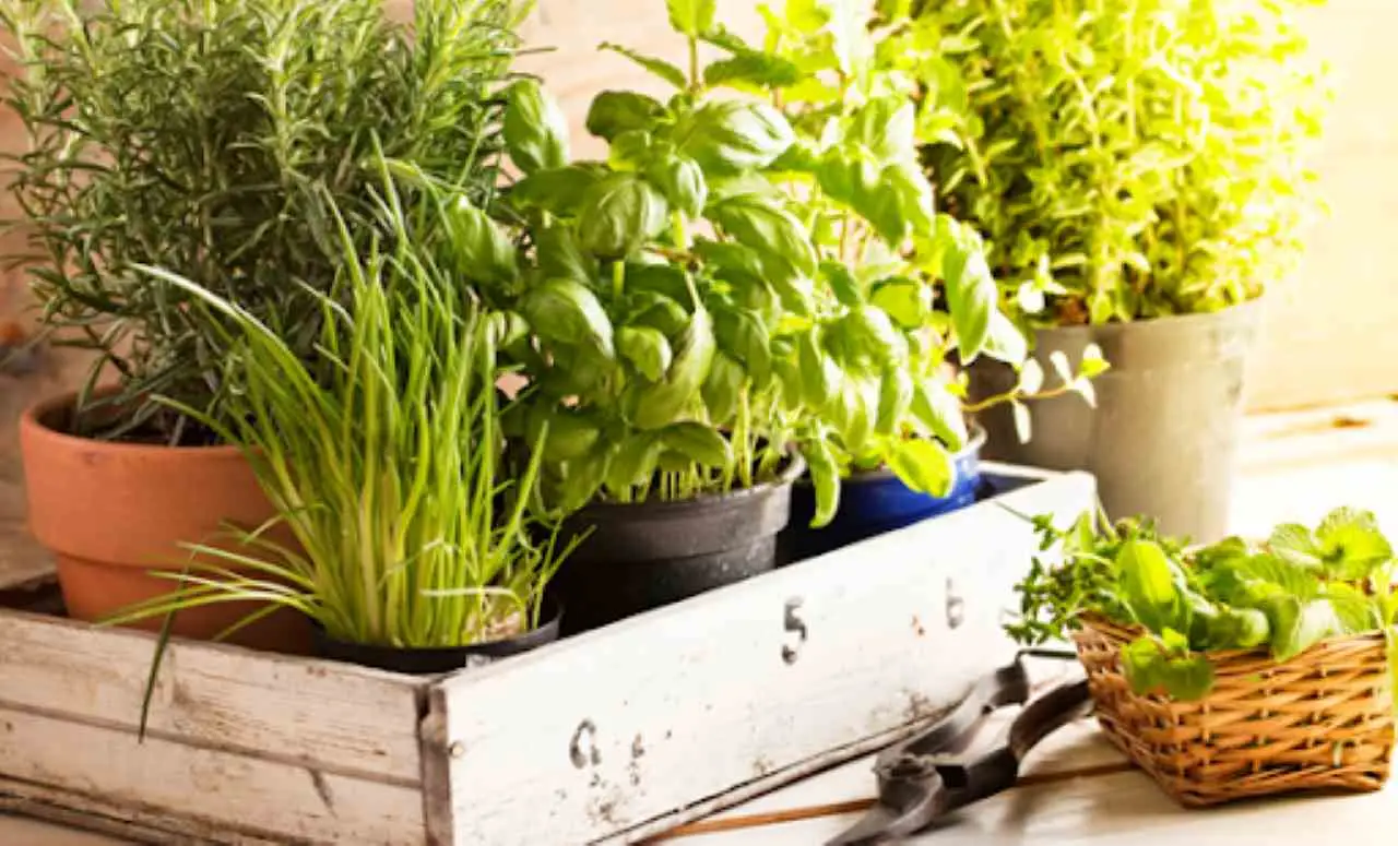 Sperimenta un mix di erbe aromatiche che trasforma il tuo terrazzo in un ambiente fresco Sperimenta un mix di erbe aromatiche che trasforma il tuo terrazzo in un ambiente fresco