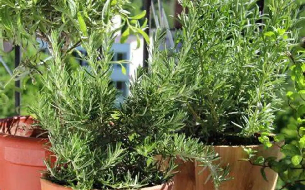 Sperimenta un mix di erbe aromatiche che trasforma il tuo terrazzo in un ambiente fresco Sperimenta un mix di erbe aromatiche che trasforma il tuo terrazzo in un ambiente fresco