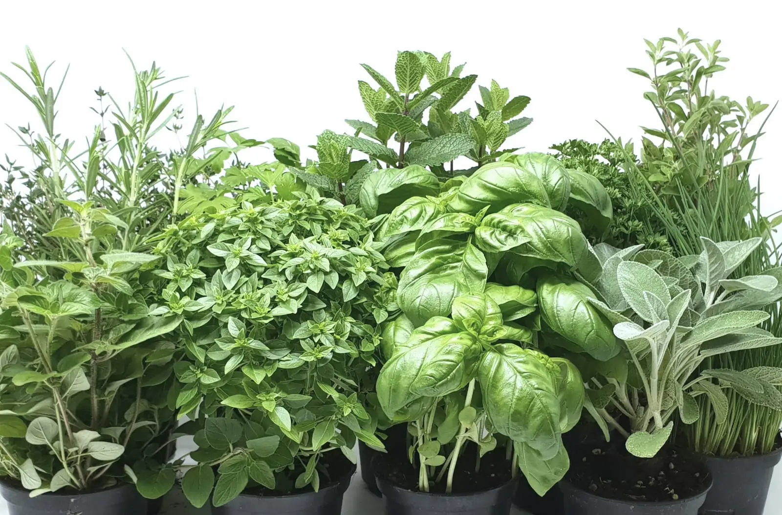 Sperimenta un mix di erbe aromatiche che trasforma il tuo terrazzo in un ambiente fresco Sperimenta un mix di erbe aromatiche che trasforma il tuo terrazzo in un ambiente fresco