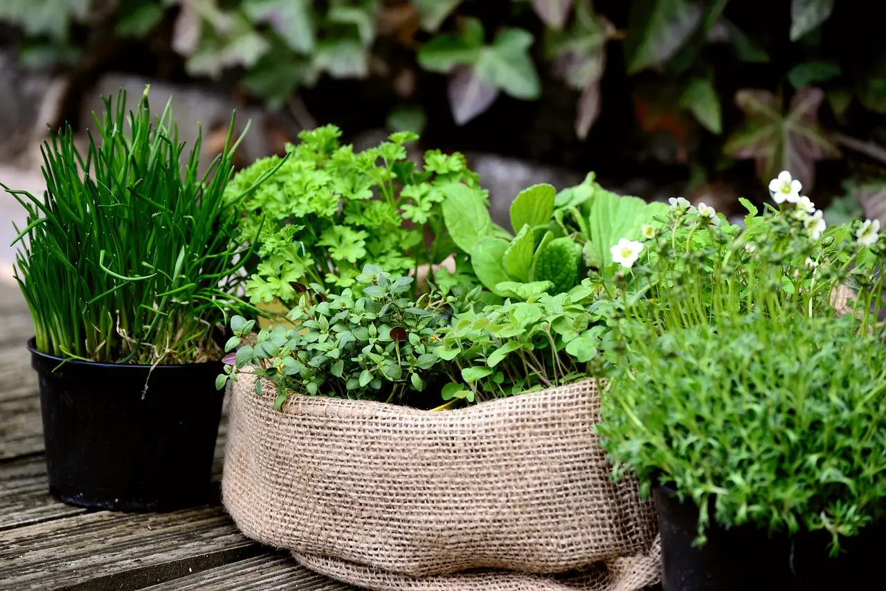 Sperimenta un mix di erbe aromatiche che trasforma il tuo terrazzo in un ambiente fresco Sperimenta un mix di erbe aromatiche che trasforma il tuo terrazzo in un ambiente fresco