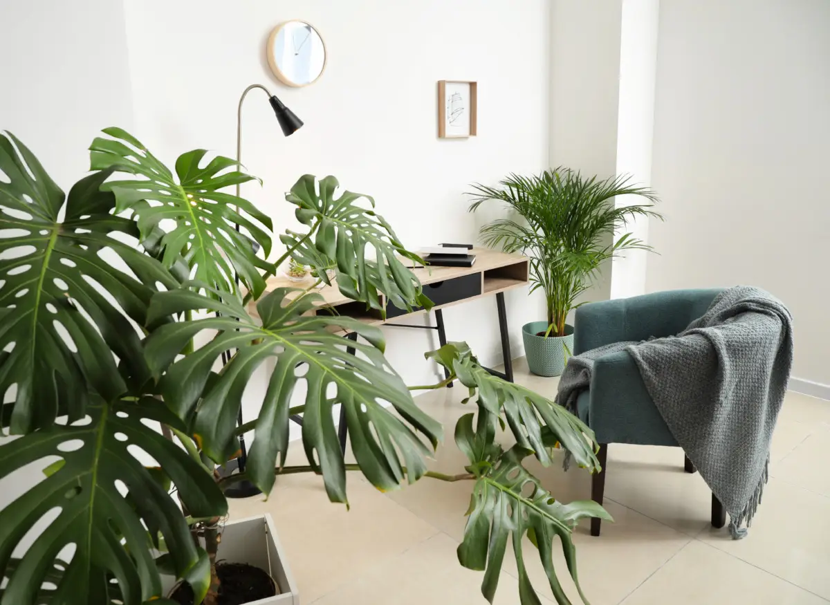 Profuma casa tua e rilassa i sensi con la pianta che cresce bene anche all’ombra Profuma casa tua e rilassa i sensi con la pianta che cresce bene anche all’ombra