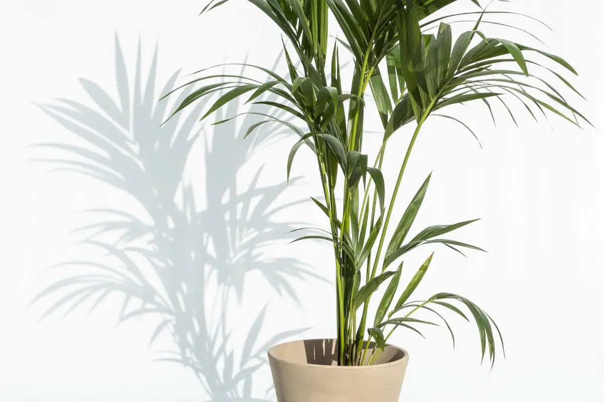 Esperienza green: coltiva in vaso una pianta che respinge insetti senza prodotti chimici Esperienza green: coltiva in vaso una pianta che respinge insetti senza prodotti chimici