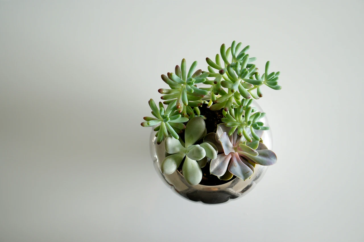 Esperienza green: coltiva in vaso una pianta che respinge insetti senza prodotti chimici Esperienza green: coltiva in vaso una pianta che respinge insetti senza prodotti chimici