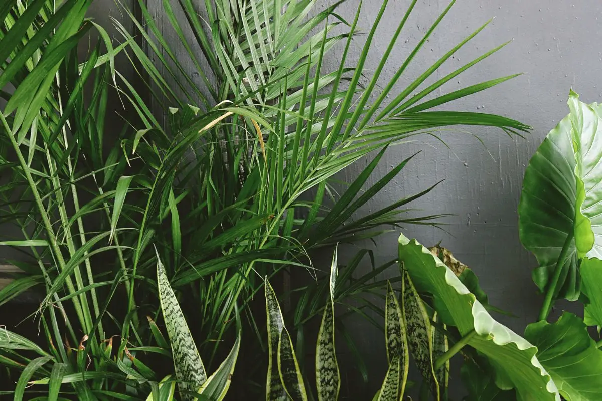 Tuffati in una piccola oasi: ecco come creare un angolo verde antizanzare anche se non hai giardino Tuffati in una piccola oasi: ecco come creare un angolo verde antizanzare anche se non hai giardino