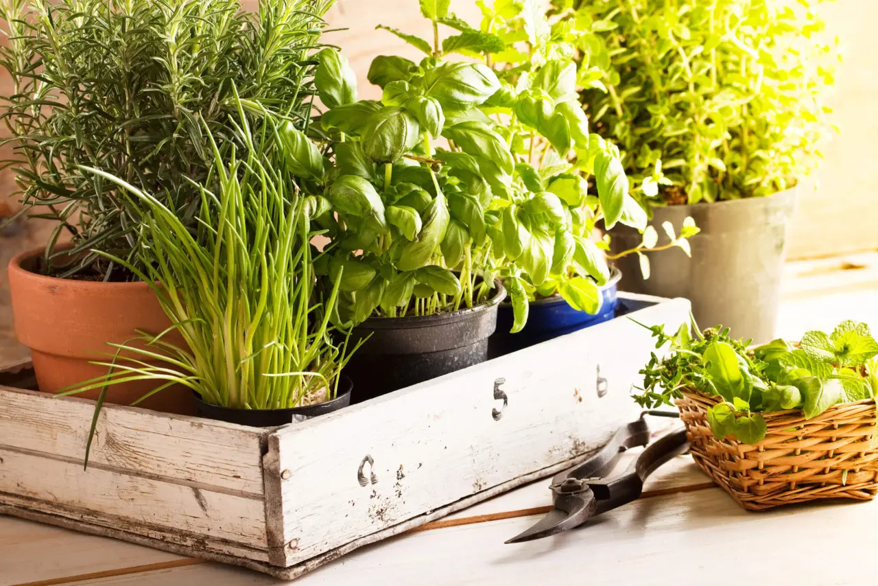 Tuffati in una piccola oasi: ecco come creare un angolo verde antizanzare anche se non hai giardino Tuffati in una piccola oasi: ecco come creare un angolo verde antizanzare anche se non hai giardino