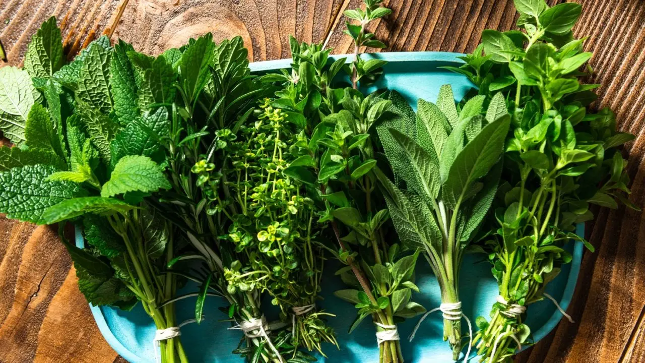 Tuffati in una piccola oasi: ecco come creare un angolo verde antizanzare anche se non hai giardino Tuffati in una piccola oasi: ecco come creare un angolo verde antizanzare anche se non hai giardino