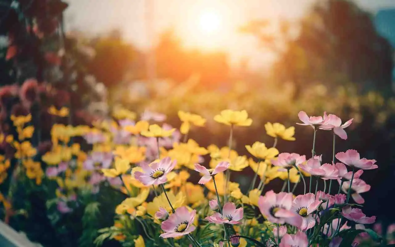 Scopri come comporre una fioriera con fiori profumati che tengono lontani gli insetti Scopri come comporre una fioriera con fiori profumati che tengono lontani gli insetti