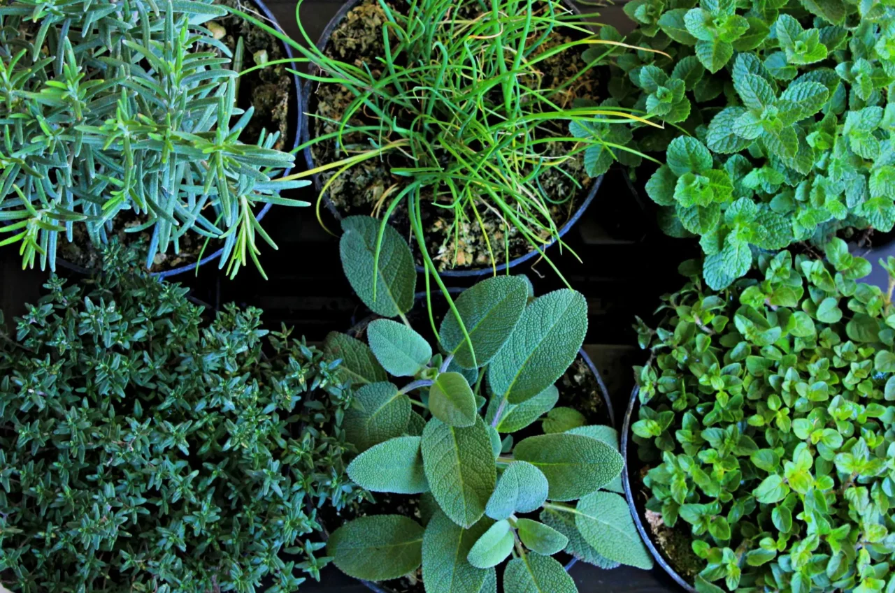 Erbe aromatiche che non necessitano di cure: trasforma il balcone senza fatica Erbe aromatiche che non necessitano di cure: trasforma il balcone senza fatica