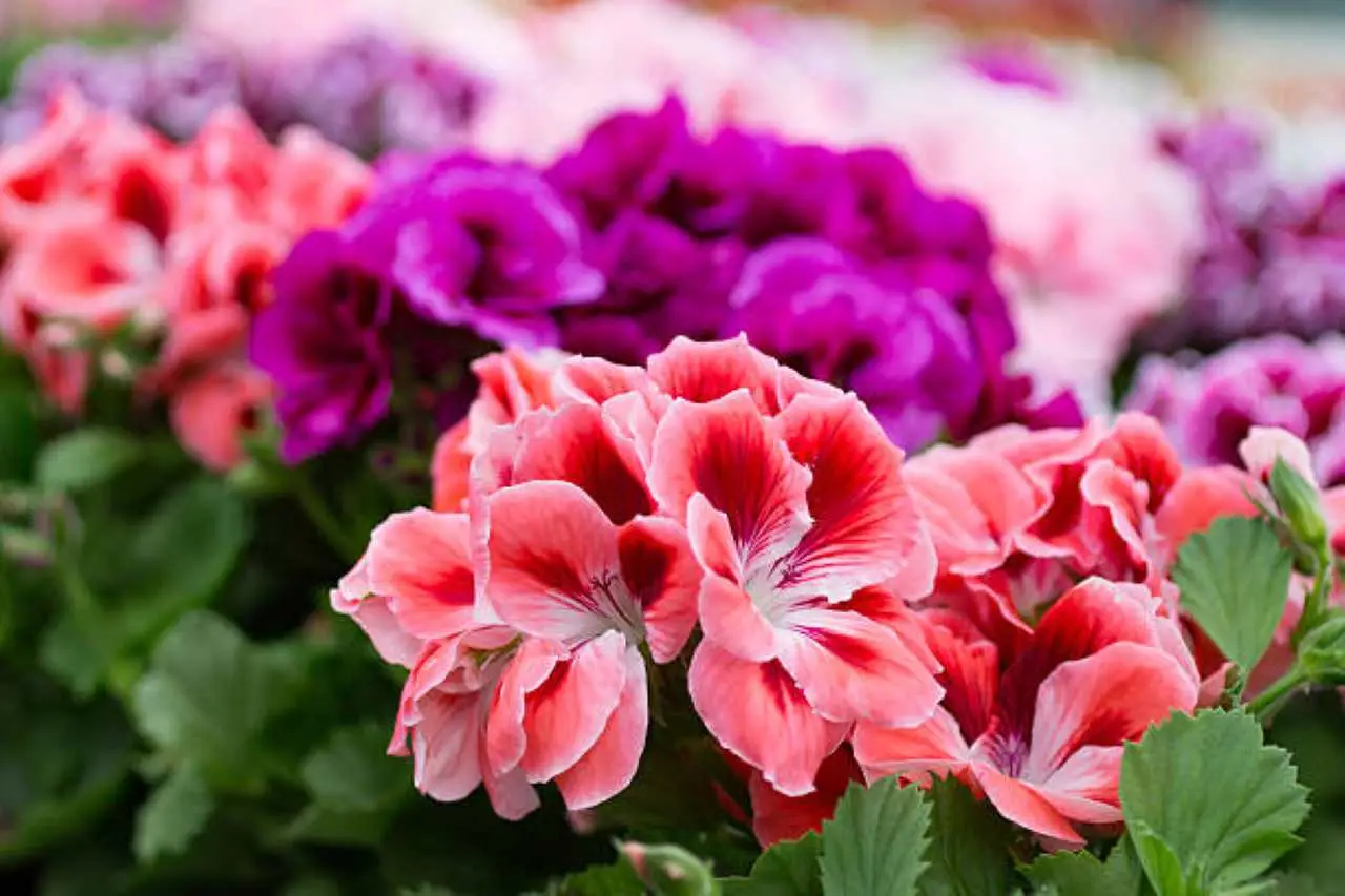 Gerani in salute con additivi naturali: prova questa miscela facile da reperire