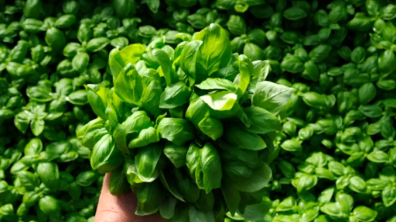 Coltiva basilico profumato: consigli pratici per piantare e mantenerlo sano