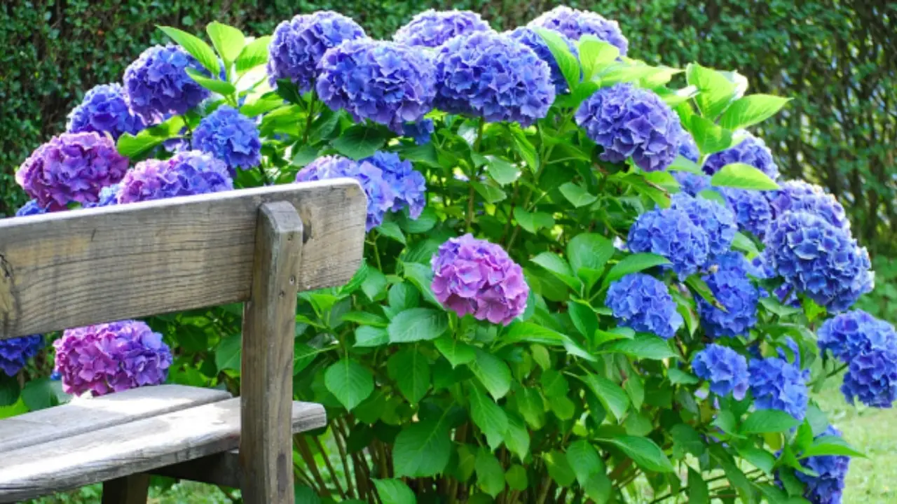 Vuoi ortensie colorate? Prova questo fertilizzante naturale e vedrai risultati rapidi Vuoi ortensie colorate? Prova questo fertilizzante naturale e vedrai risultati rapidi