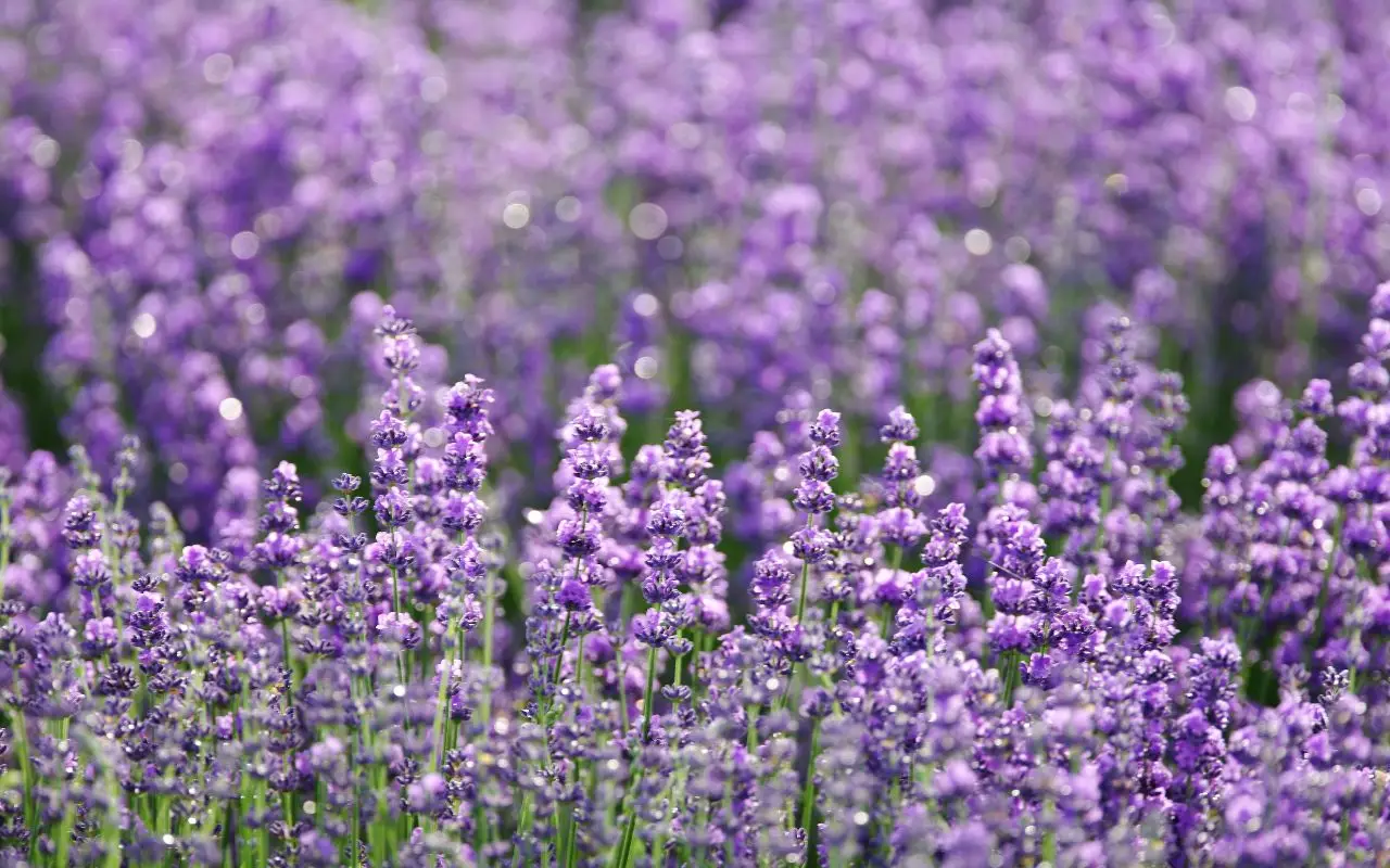 Lavanda contro gli scarafaggi: mito o soluzione naturale efficace per la casa? Lavanda contro gli scarafaggi: mito o soluzione naturale efficace per la casa?
