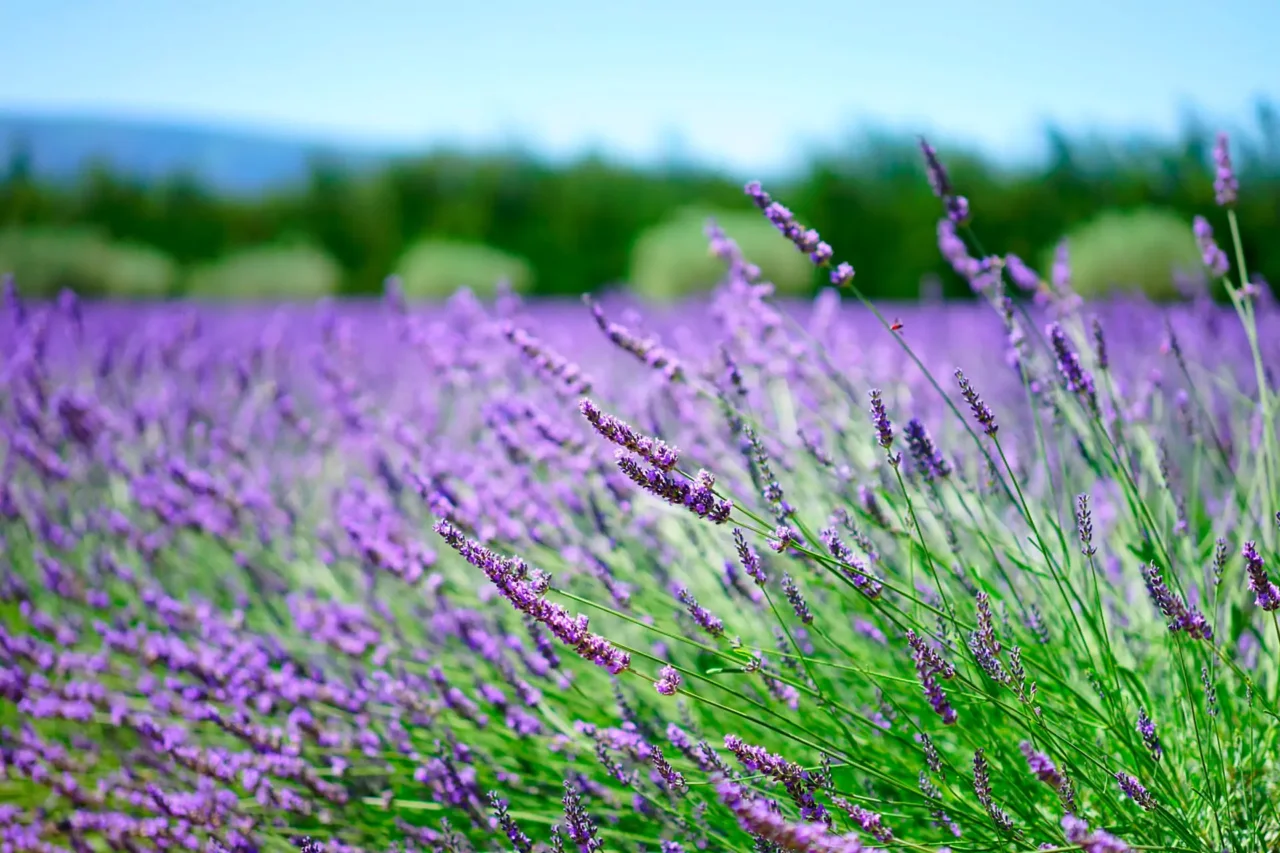 Lavanda che si secca: le cause e come prevenirle per avere fioriture rigogliose Lavanda che si secca: le cause e come prevenirle per avere fioriture rigogliose