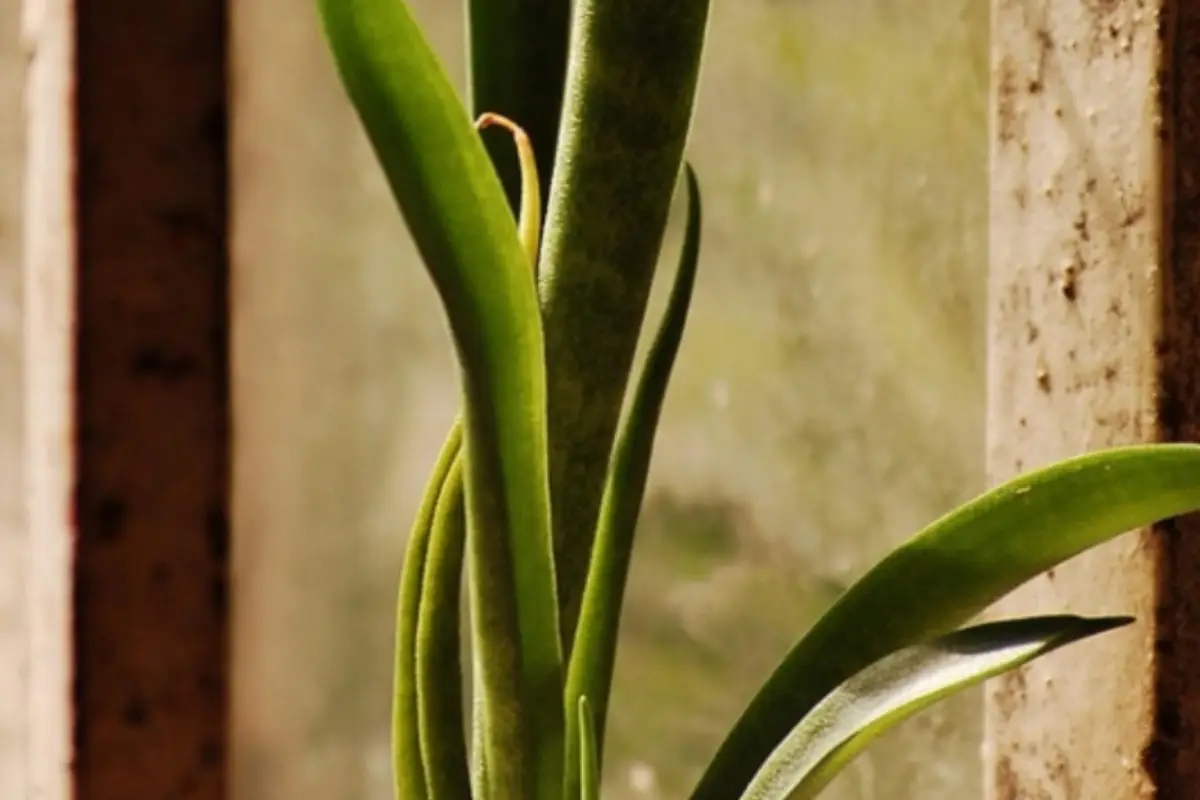 Sansevieria in casa: il posto peggiore dove metterla se vuoi che cresca Sansevieria in casa: il posto peggiore dove metterla se vuoi che cresca