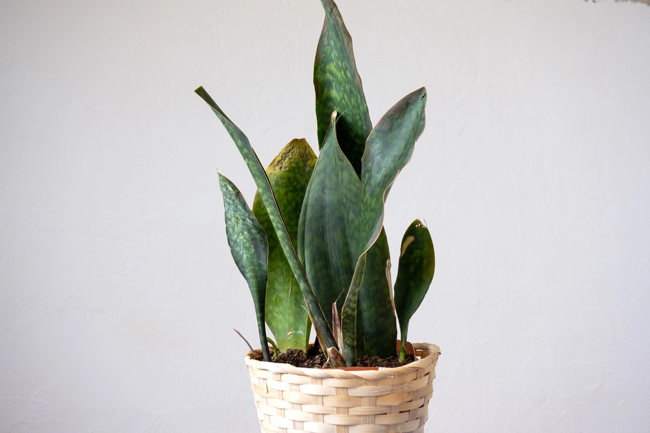 Sansevieria in casa: il posto peggiore dove metterla se vuoi che cresca Sansevieria in casa: il posto peggiore dove metterla se vuoi che cresca