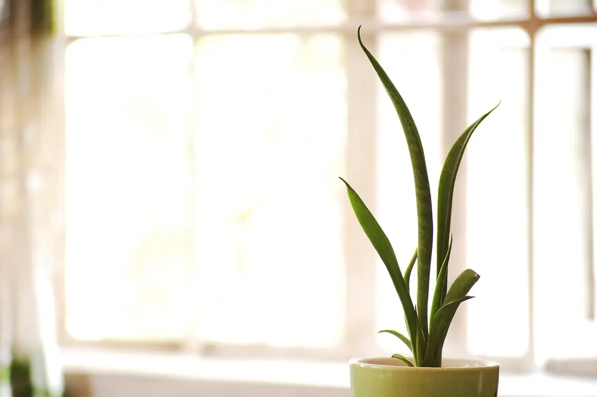 Sansevieria in casa: il posto peggiore dove metterla se vuoi che cresca Sansevieria in casa: il posto peggiore dove metterla se vuoi che cresca