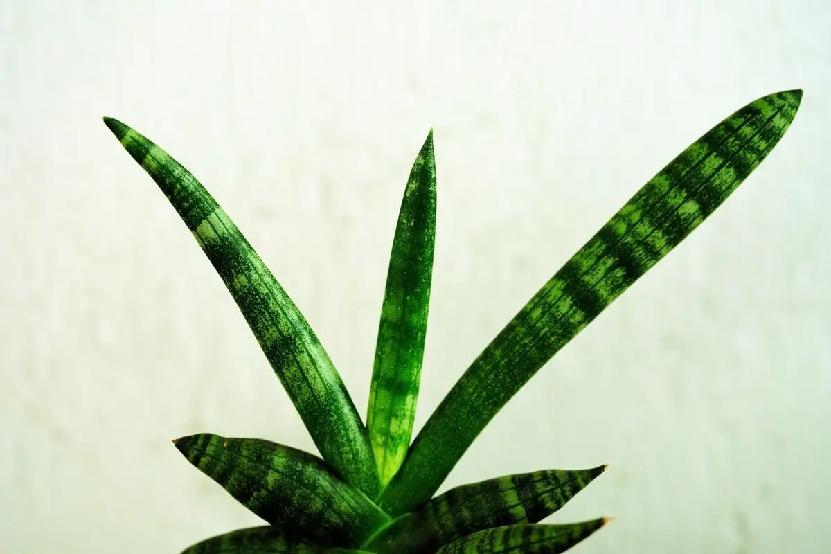 Sansevieria in casa: il posto peggiore dove metterla se vuoi che cresca Sansevieria in casa: il posto peggiore dove metterla se vuoi che cresca