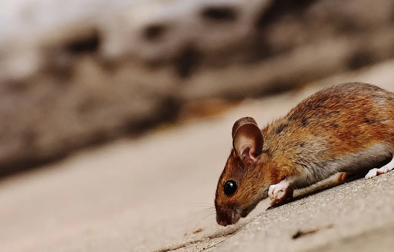 Come tenere lontani i topi con metodi naturali: i consigli più efficaci Come tenere lontani i topi con metodi naturali: i consigli più efficaci