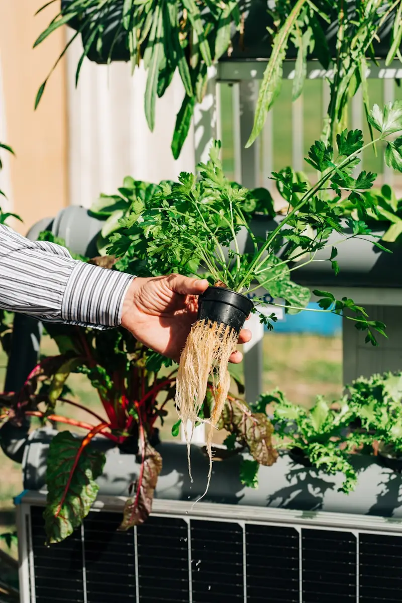 Orto idroponico da casa: come iniziare senza esperienza Orto idroponico da casa: come iniziare senza esperienza