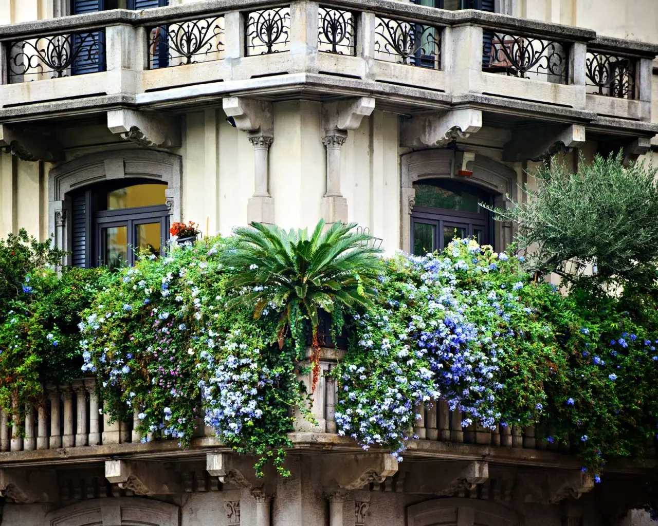 Rampicanti anti-ombra: le piante che coprono tutto il balcone Rampicanti anti-ombra: le piante che coprono tutto il balcone