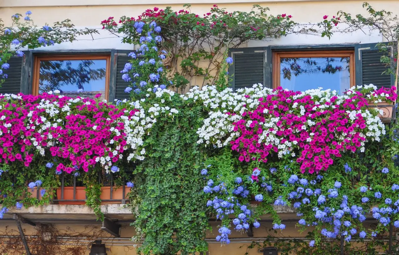 Rampicanti anti-ombra: le piante che coprono tutto il balcone Rampicanti anti-ombra: le piante che coprono tutto il balcone