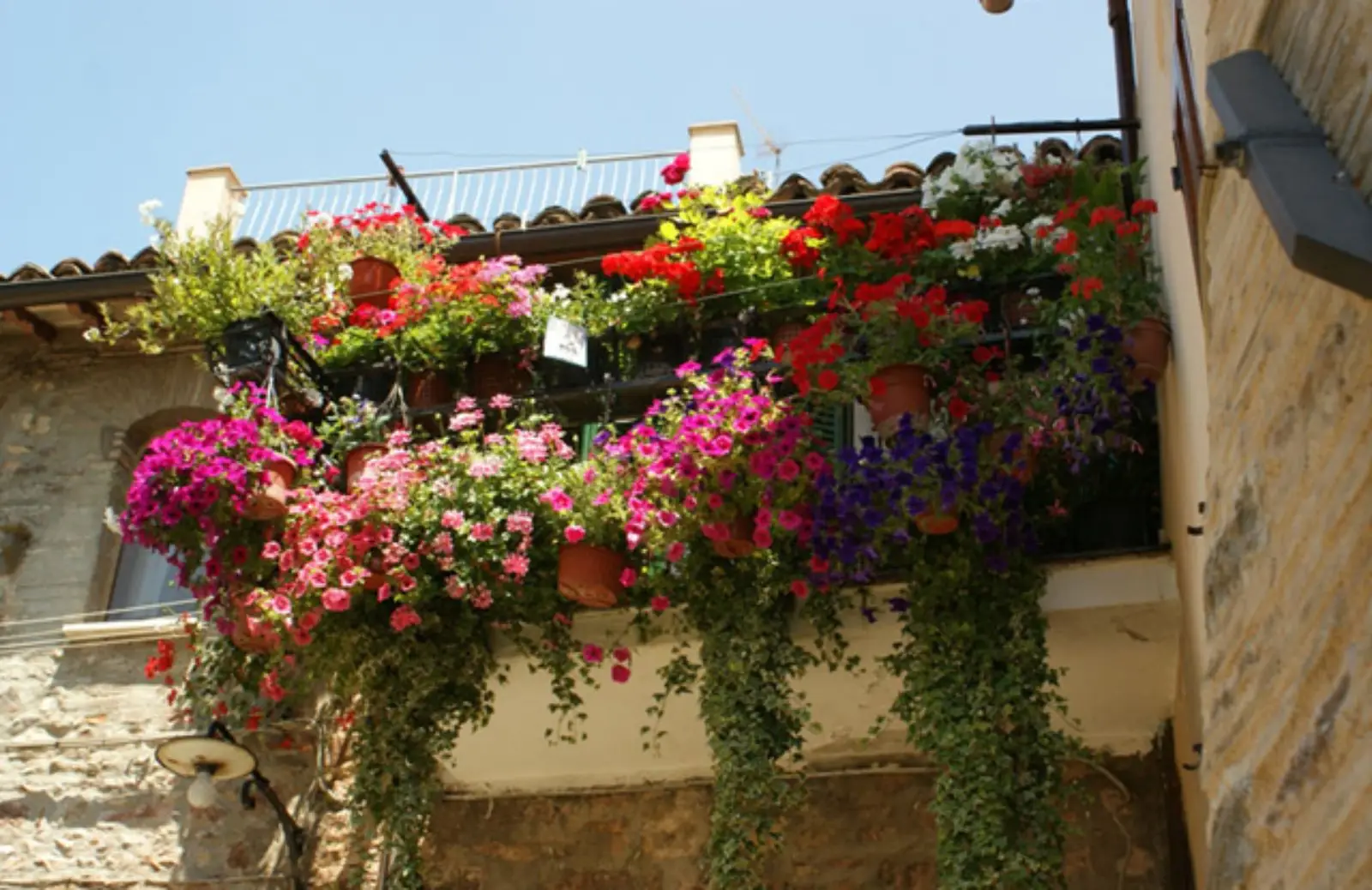 Rampicanti anti-ombra: le piante che coprono tutto il balcone Rampicanti anti-ombra: le piante che coprono tutto il balcone
