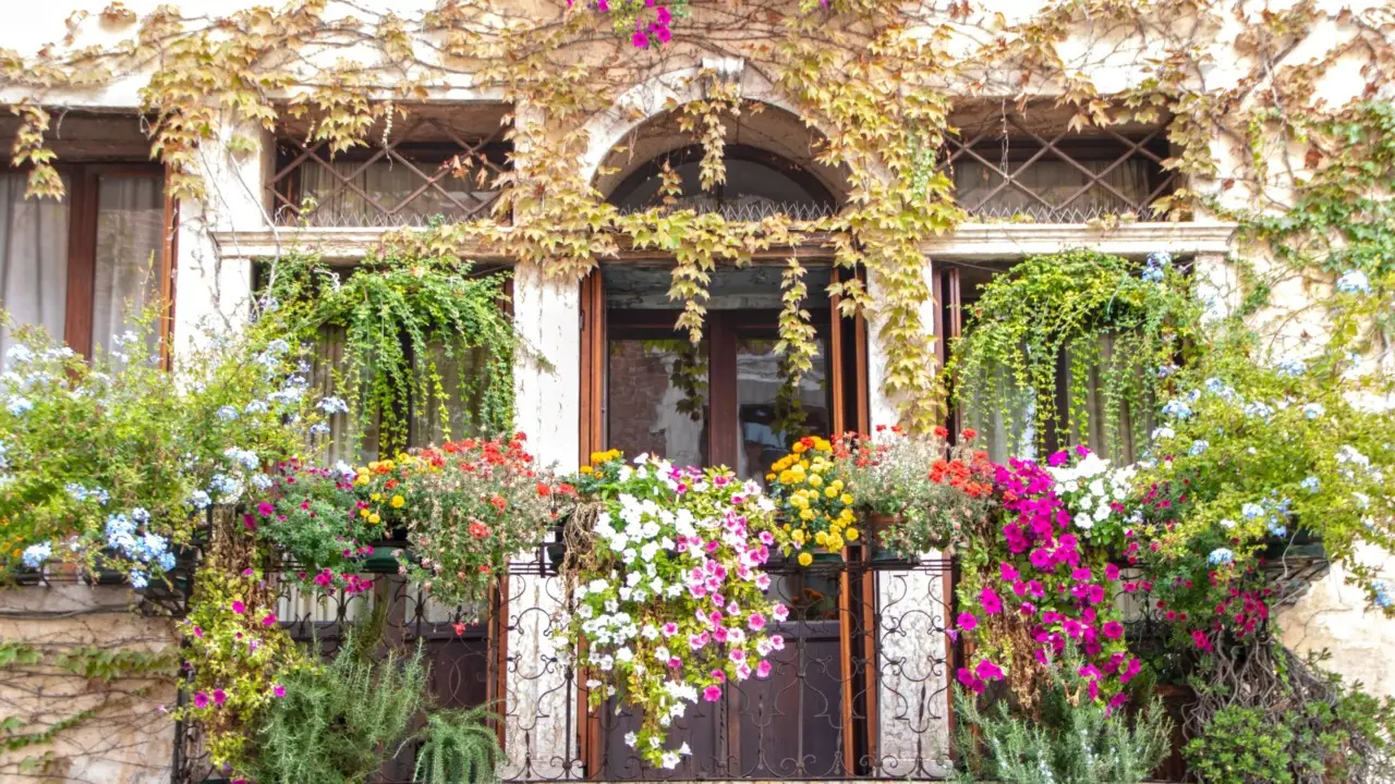 Rampicanti anti-ombra: le piante che coprono tutto il balcone Rampicanti anti-ombra: le piante che coprono tutto il balcone
