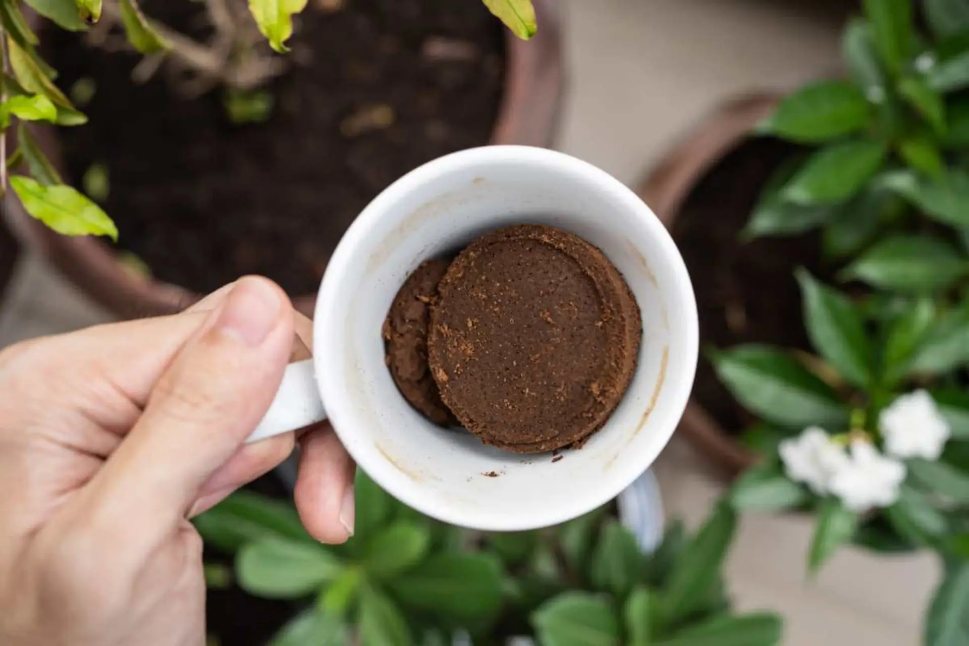 Come usare i fondi di caffè per rinforzare le piante Come usare i fondi di caffè per rinforzare le piante