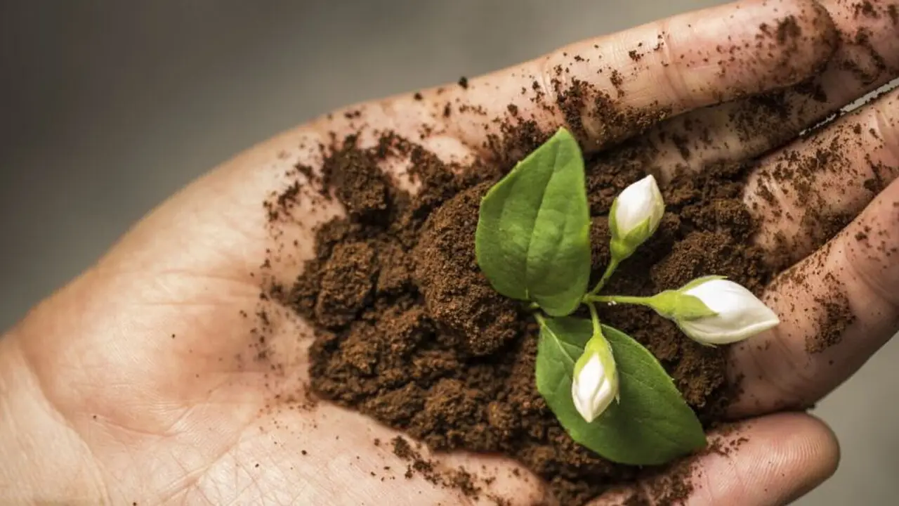 Come usare i fondi di caffè per rinforzare le piante Come usare i fondi di caffè per rinforzare le piante