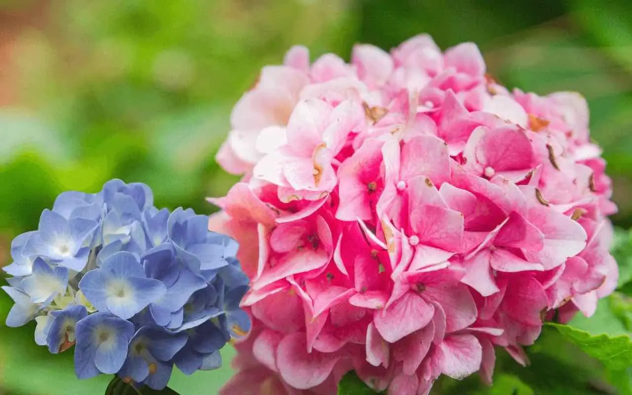 Il segreto per far fiorire le ortensie rosa o blu: tutto dipende dal terreno Il segreto per far fiorire le ortensie rosa o blu: tutto dipende dal terreno