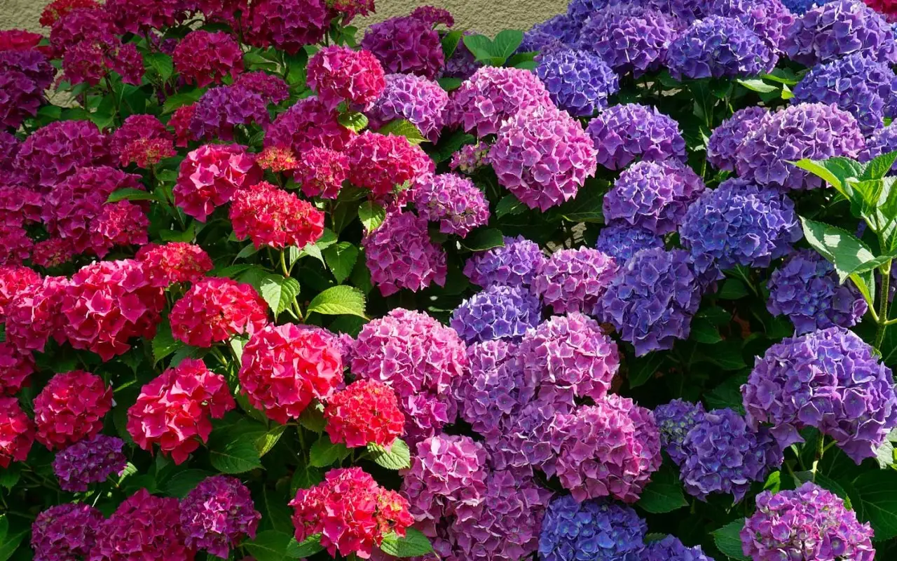Il segreto per far fiorire le ortensie rosa o blu: tutto dipende dal terreno Il segreto per far fiorire le ortensie rosa o blu: tutto dipende dal terreno