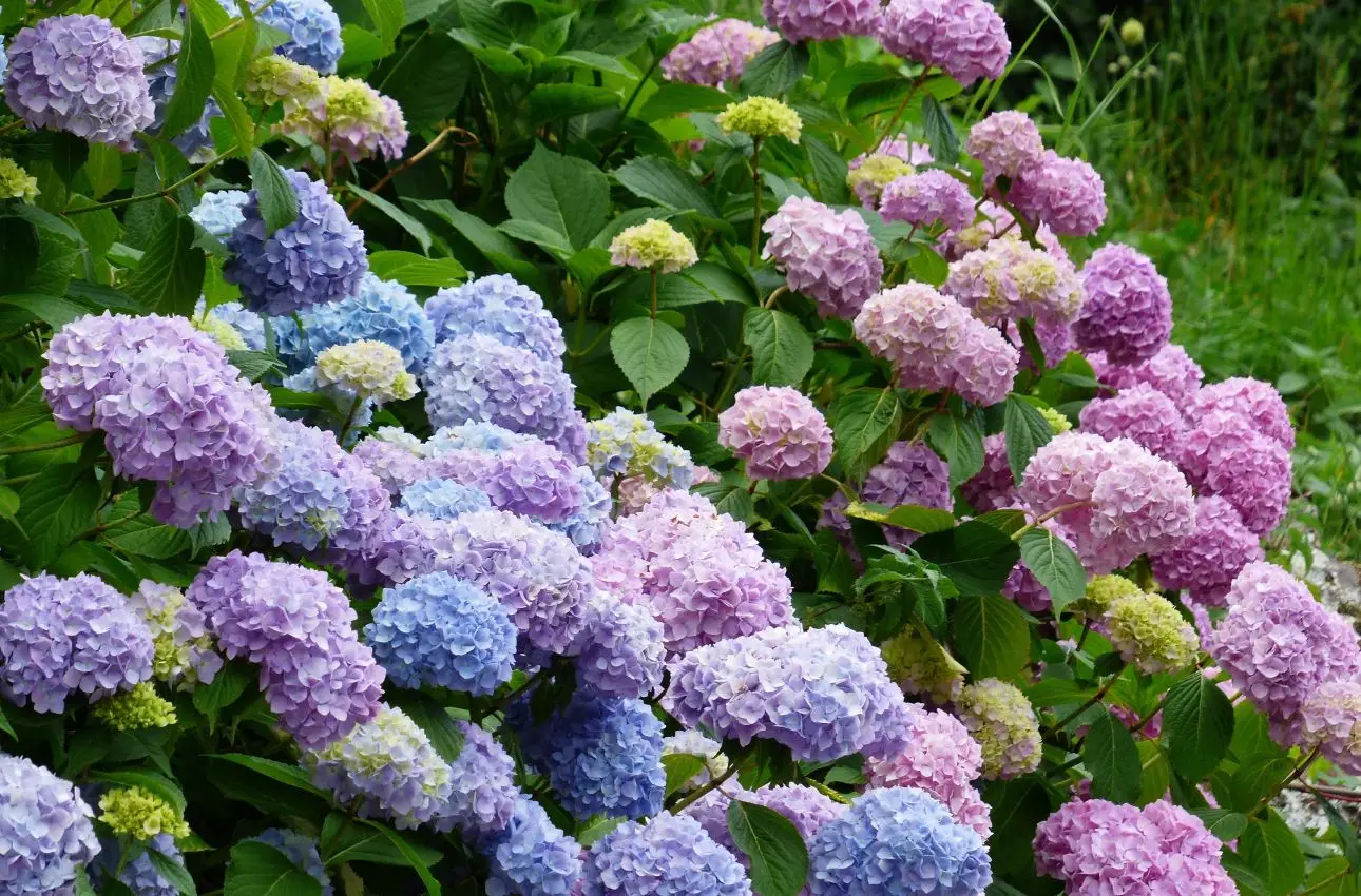 Il segreto per far fiorire le ortensie rosa o blu: tutto dipende dal terreno Il segreto per far fiorire le ortensie rosa o blu: tutto dipende dal terreno