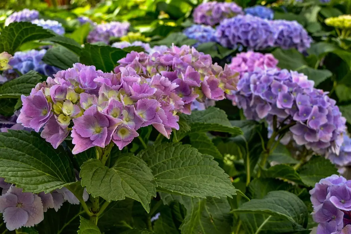 Il segreto per far fiorire le ortensie rosa o blu: tutto dipende dal terreno Il segreto per far fiorire le ortensie rosa o blu: tutto dipende dal terreno