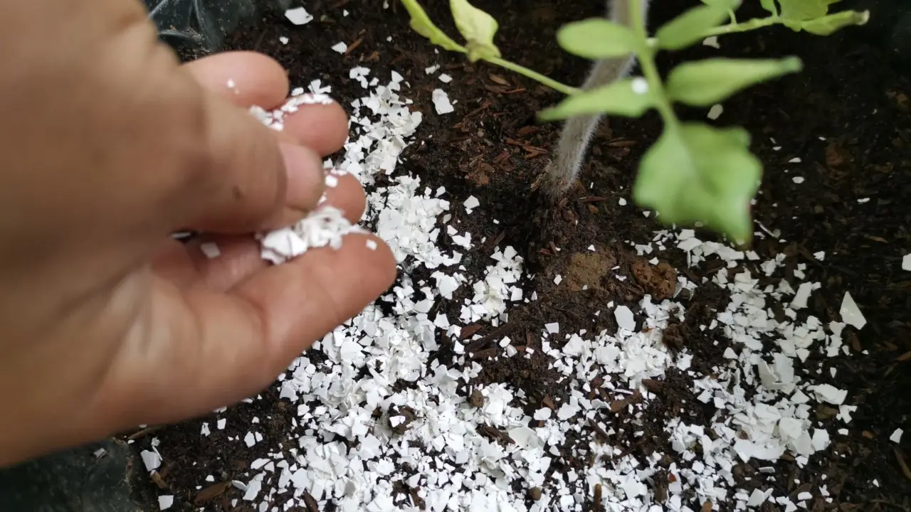 Come usare i gusci d’uovo per concimare il giardino: le piante che li amano Come usare i gusci d’uovo per concimare il giardino: le piante che li amano
