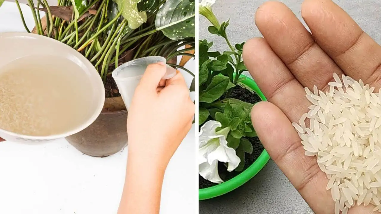 Come usare i gusci d’uovo per concimare il giardino: le piante che li amano Come usare i gusci d’uovo per concimare il giardino: le piante che li amano