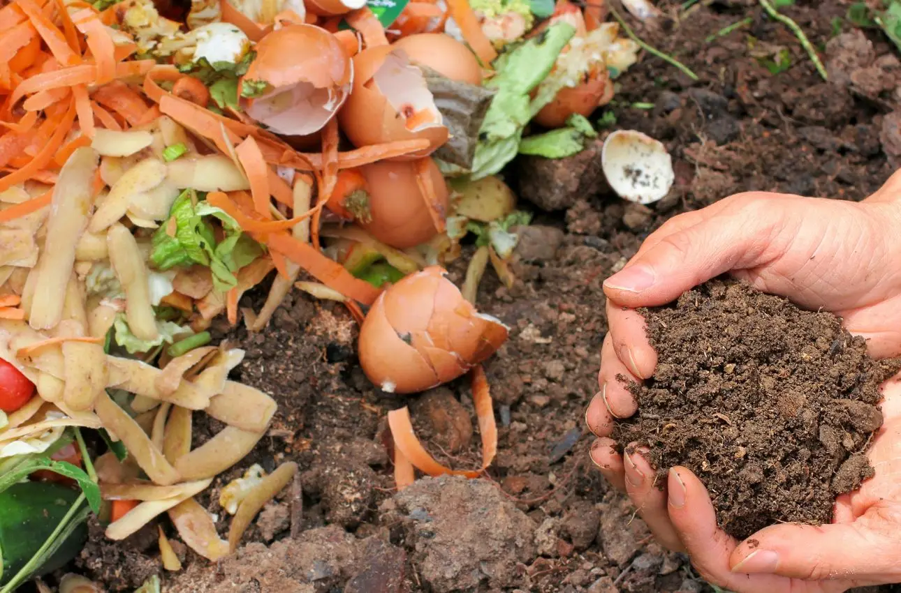 Come usare i gusci d’uovo per concimare il giardino: le piante che li amano Come usare i gusci d’uovo per concimare il giardino: le piante che li amano