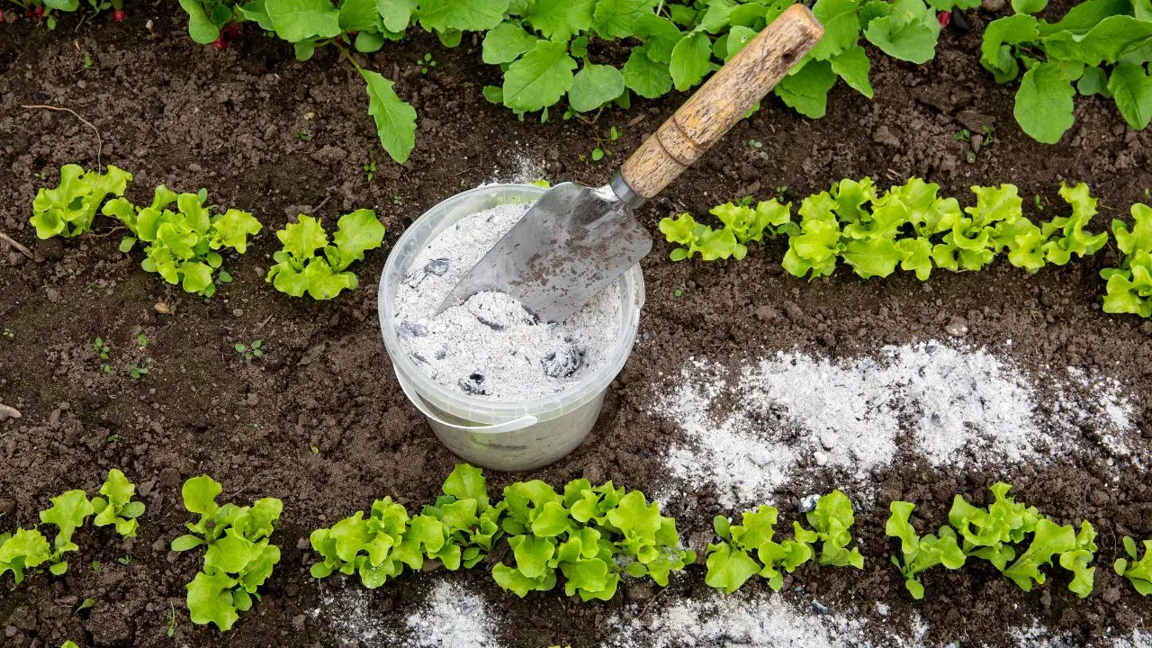 Il trucco con il lievito per far crescere piante e ortaggi più in fretta Il trucco con il lievito per far crescere piante e ortaggi più in fretta