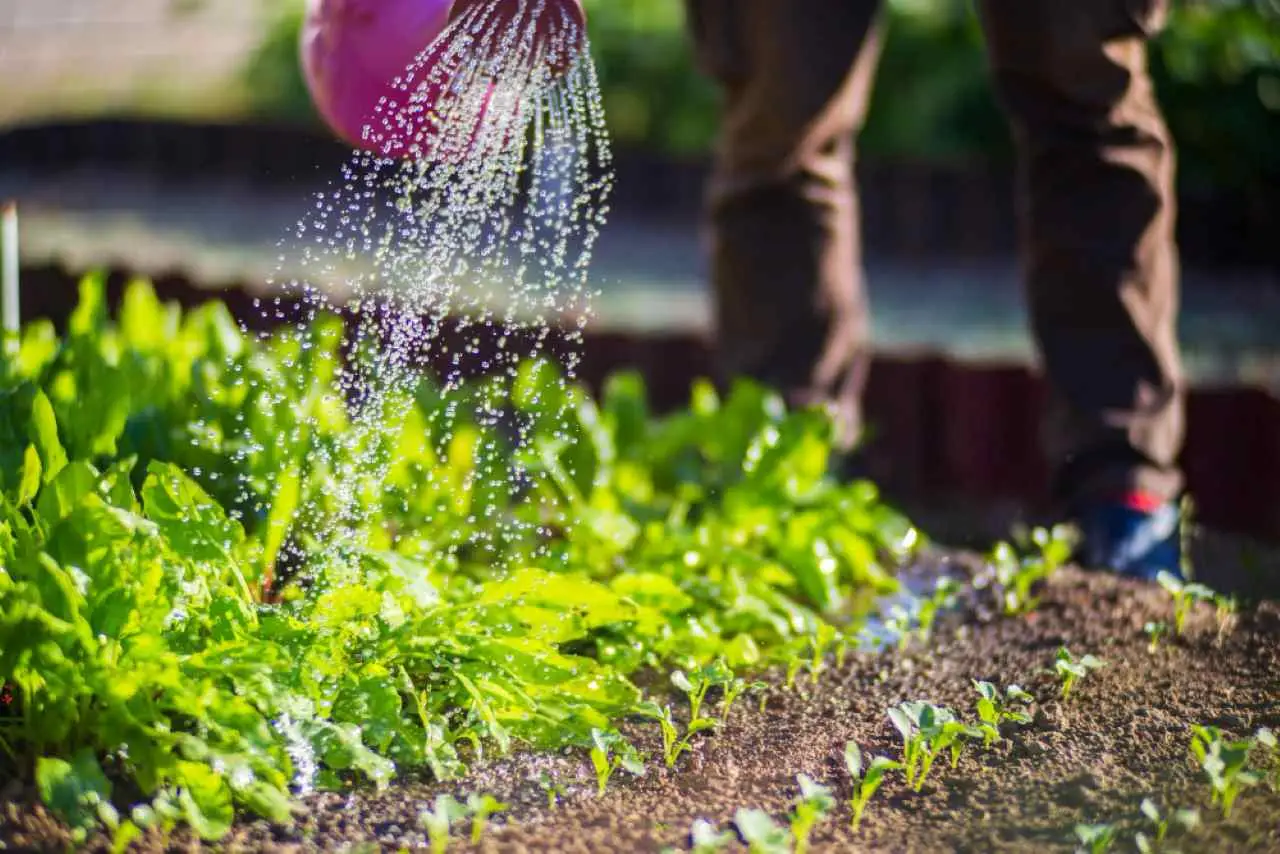 Acqua di cottura delle verdure per innaffiare: il trucco sostenibile che rinforza il terreno Acqua di cottura delle verdure per innaffiare: il trucco sostenibile che rinforza il terreno
