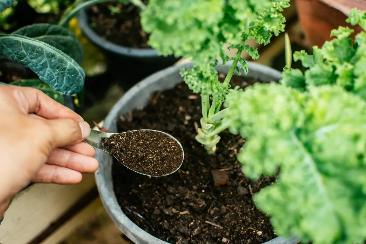 Acqua di cottura delle verdure per innaffiare: il trucco sostenibile che rinforza il terreno Acqua di cottura delle verdure per innaffiare: il trucco sostenibile che rinforza il terreno