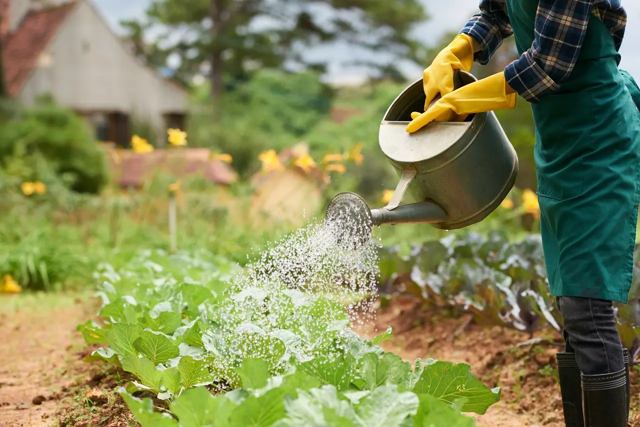 Acqua di cottura delle verdure per innaffiare: il trucco sostenibile che rinforza il terreno Acqua di cottura delle verdure per innaffiare: il trucco sostenibile che rinforza il terreno