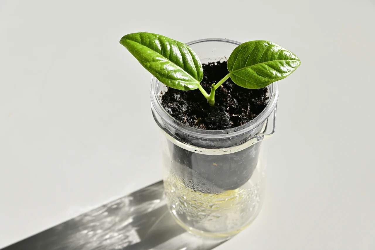 Gusci d’uovo nel vaso: il rimedio naturale per concimare senza spendere nulla Gusci d’uovo nel vaso: il rimedio naturale per concimare senza spendere nulla
