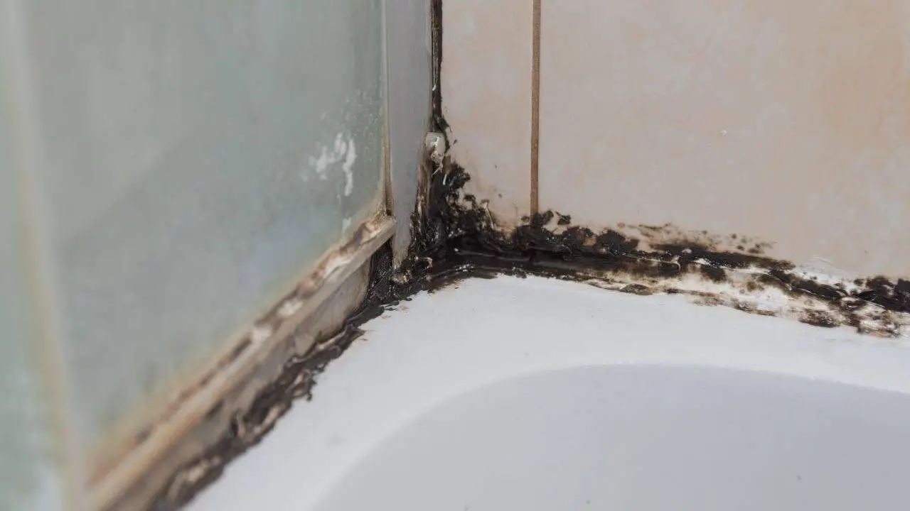 Questo trucco naturale allontana la muffa dal bagno in pochi minuti: prova ora Questo trucco naturale allontana la muffa dal bagno in pochi minuti: prova ora