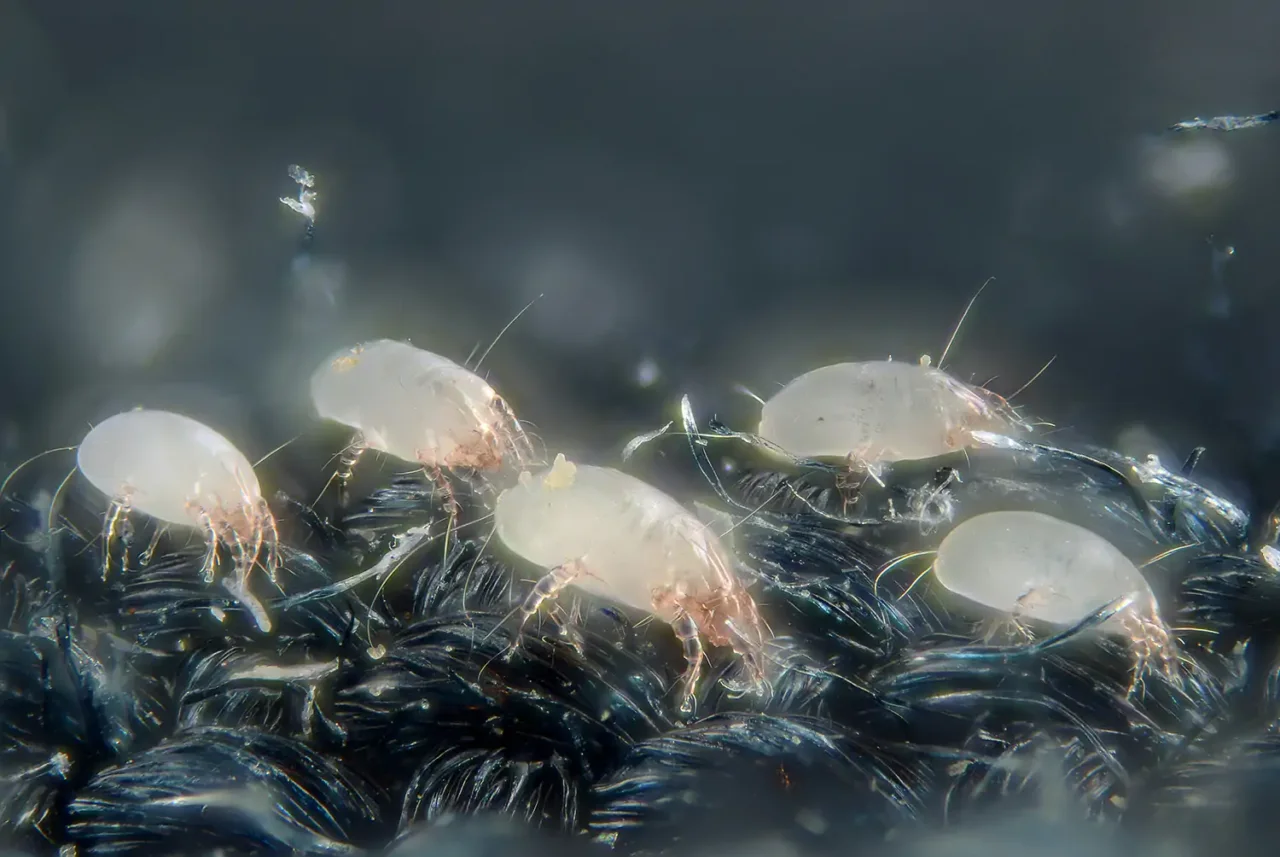 Peli di animale sul divano: il metodo diretto per eliminarli usando un oggetto comune Peli di animale sul divano: il metodo diretto per eliminarli usando un oggetto comune