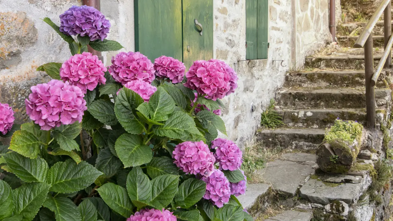 Questa varietà di ortensia resiste al caldo estivo e colora il terrazzo per mesi Questa varietà di ortensia resiste al caldo estivo e colora il terrazzo per mesi
