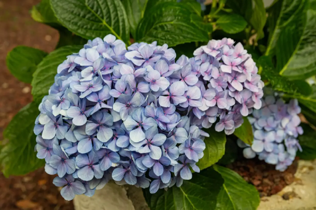 Questa varietà di ortensia resiste al caldo estivo e colora il terrazzo per mesi Questa varietà di ortensia resiste al caldo estivo e colora il terrazzo per mesi