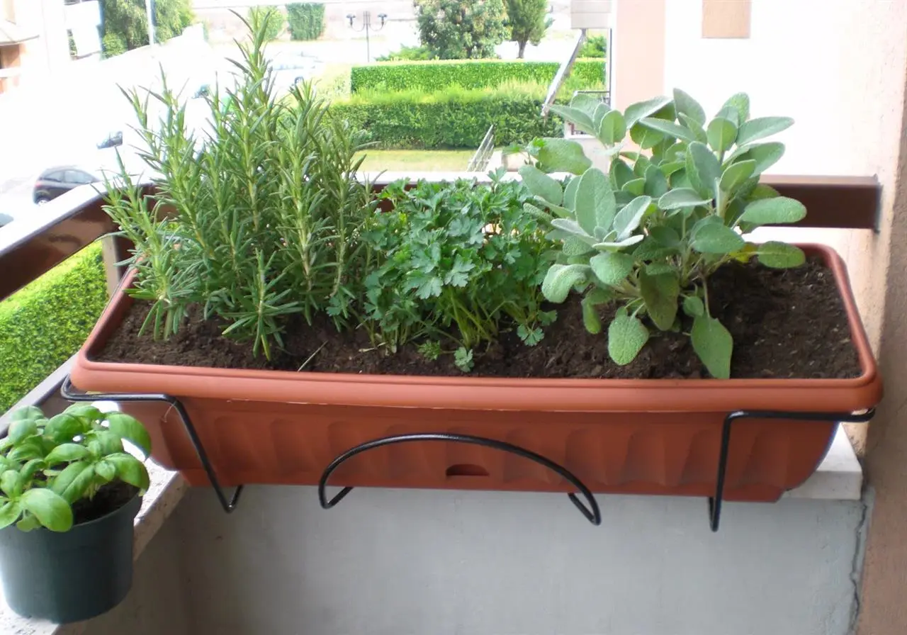 Erbe aromatiche che non necessitano di cure: trasforma il balcone senza fatica Erbe aromatiche che non necessitano di cure: trasforma il balcone senza fatica